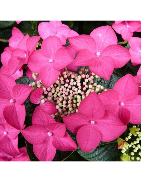 Hydrangea macrophylla 'Bergfink' - kmečka hortenzija