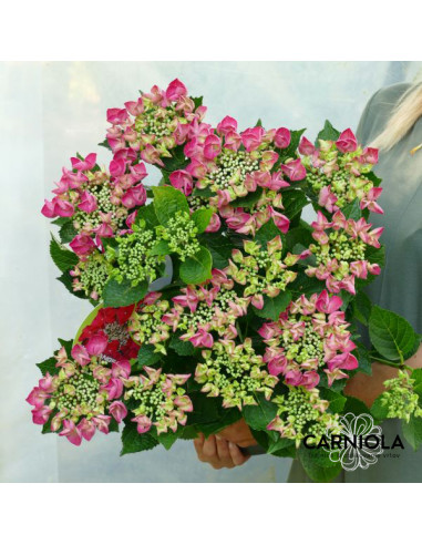 Hydrangea macrophylla 'Bergfink' - kmečka hortenzija