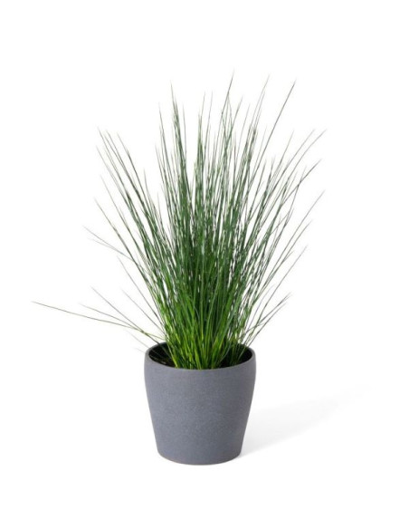 Juncus 'Blue Dart' - ločje