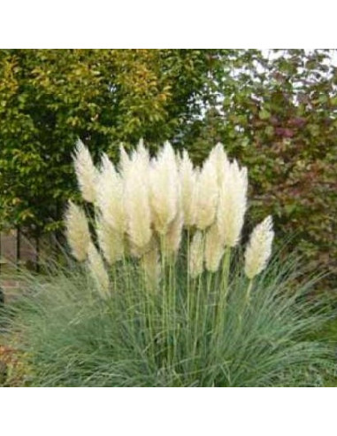 Cortaderia selloana 'Evita' - pampaška trava, nižja