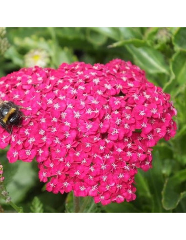 Achillea ‘Saucy Seduction’ - rman