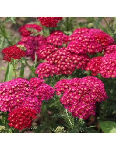 Achillea millefolium 'Tutti Frutti Pomegranate' - rman