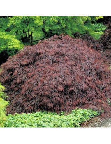 Acer palmatum 'Garnet' - pahljačasti japonski javor