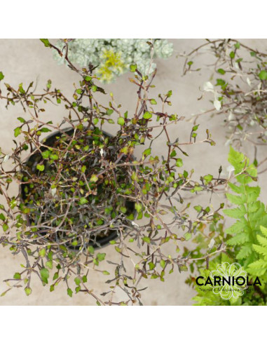 Corokia sp. XL - korokija