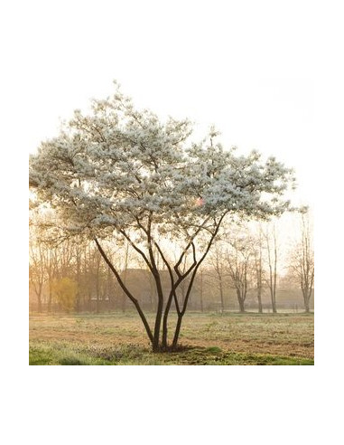 Amelanchier lamarckii (150/175 cm) - šmarna hrušica