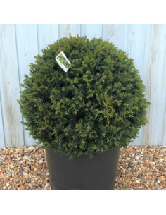 Taxus baccata - tisa, krogla (35-40 cm)