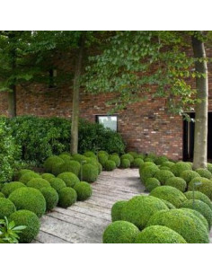 Taxus baccata - tisa, krogla (35-40 cm) 2