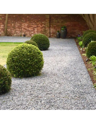 Taxus baccata - tisa, krogla (35-40 cm)