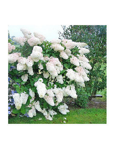 Hydrangea paniculata 'Grandiflora' XL - latasta hortenzija