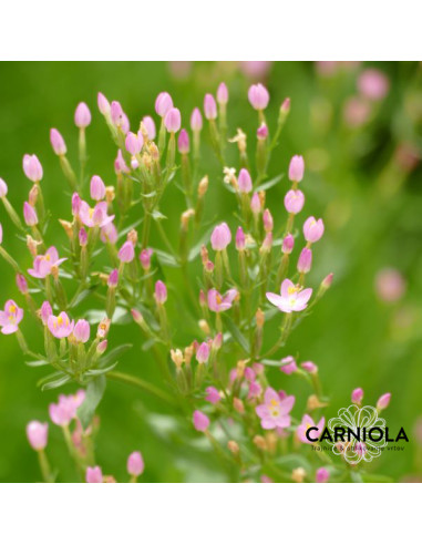 Centaurium erythraea - tavžentroža