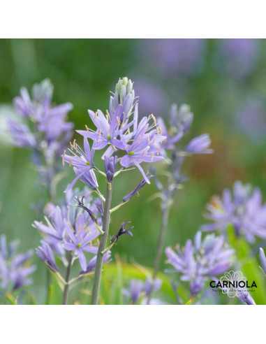 Camassia leichtlinii subsp. suksdorfii Caerulea skupina - kamasija (čebulica)