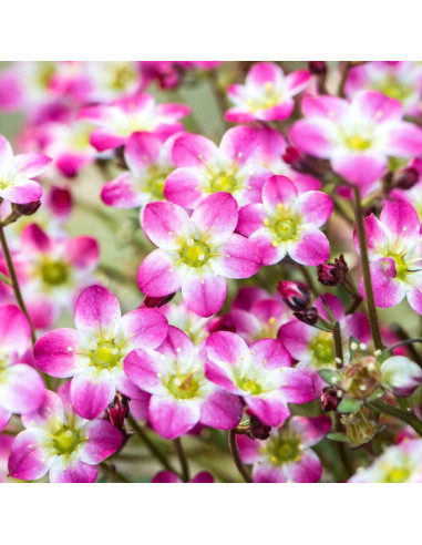 Saxifraga x arendsii 'Marto Picotee Red'  - kamnokreč