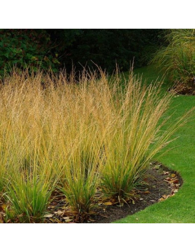 Molinia caerulea 'Heidebraut' - modra stožka