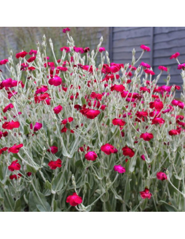 Lychnis coronaria - dlakava lučca