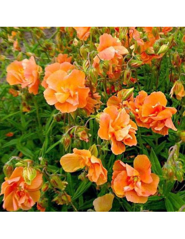 Helianthemum 'Orange Double' - sončece, popon