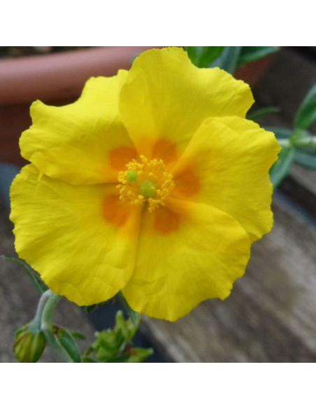 Helianthemum 'Golden Queen' - sončece, popon