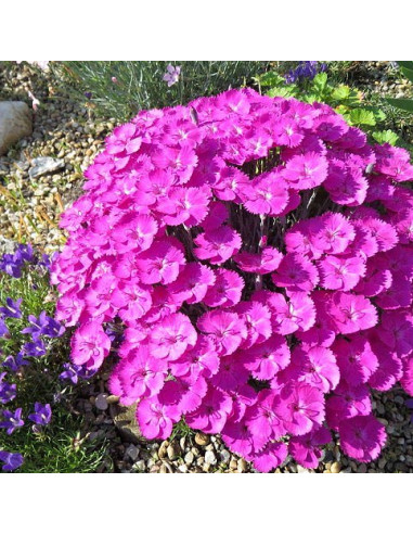 Dianthus 'Whatfield Magenta' - nagelj