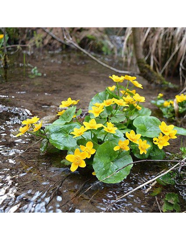 Caltha palustris - kalužnica