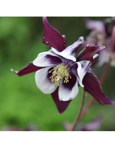 Aquilegia vulgaris 'William Guiness'- orlica