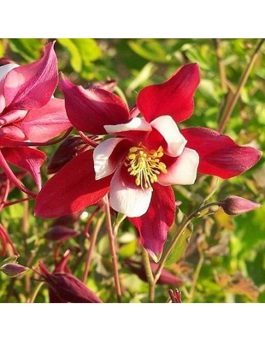 Aquilegia 'Red Hobbit' - orlica