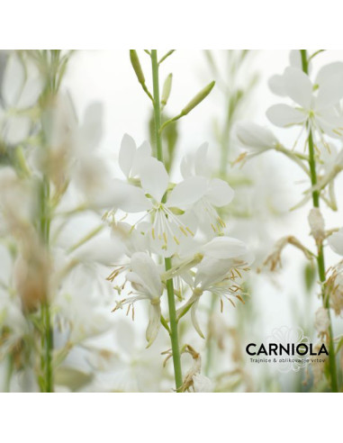 Gaura 'Snowbird' XL - gavra