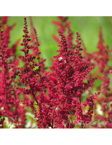 Astilbe 'Fanal'  -vrtna kresnica