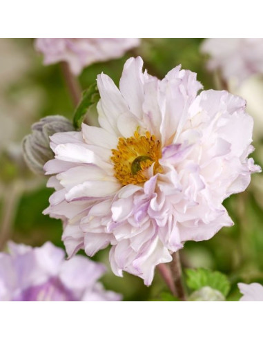 Anemone rupicola 'Frilly Knickers' - vetrnica XL