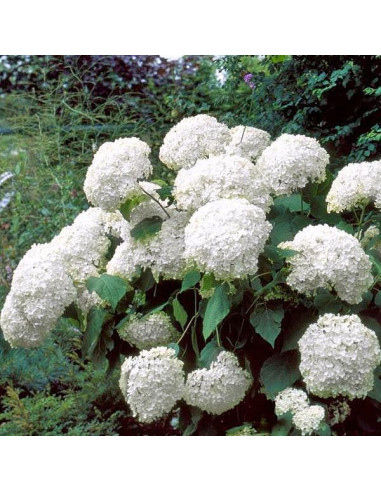 Hydrangea arborescens Incrediball (Strong Annabelle) XL - hortenzija