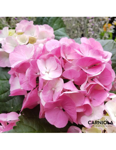 Hydrangea macrophylla ROZA - kmečka hortenzija