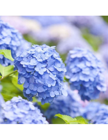 Hydrangea macrophylla 'Blue' - kmečka hortenzija