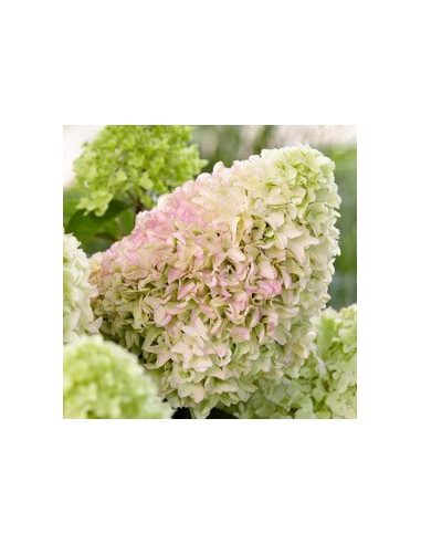 Hydrangea paniculata 'Little Fresco' - latasta hortenzija