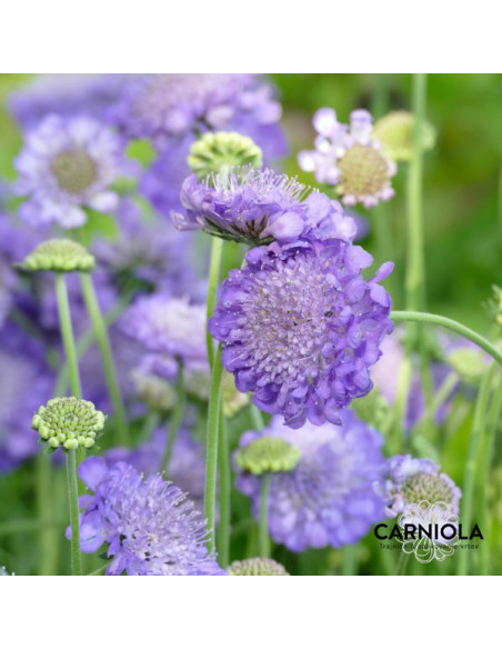 Scabiosa columbaria 'Mariposa Blue' XL - grintavec