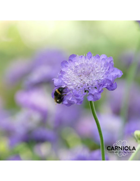 Scabiosa columbaria 'Mariposa Blue' XL - grintavec