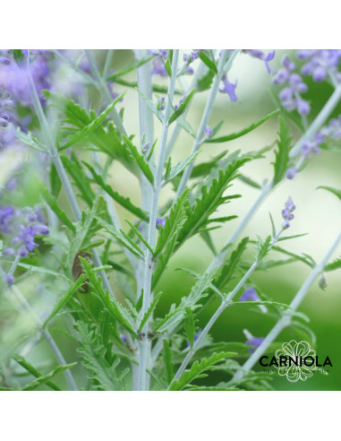 Perovskia atriplicifolia 'Lacey Blue' XL - perovskija
