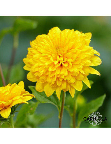 Helianthus decapetalus 'Soleil d'Or' XXL - trajna sončnica