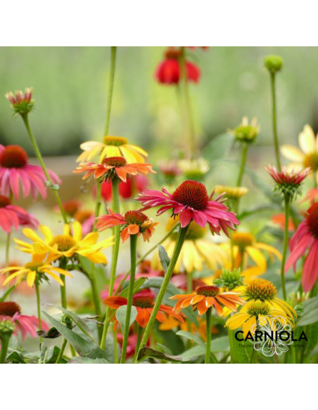 Echinacea purpurea 'Cheyenne Spirit' XL - ameriški slamnik