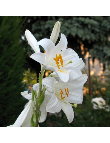 Lilium candidum - alojzijeva lilija (1 čebulica)