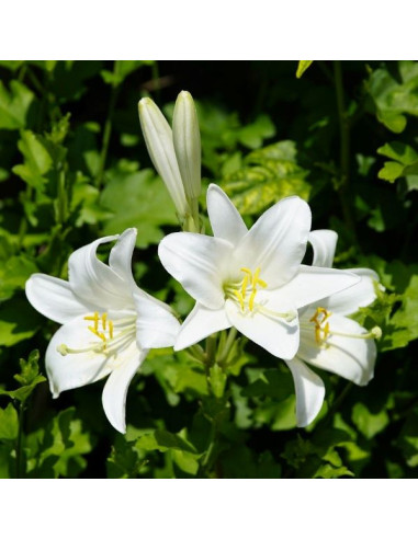 Lilium candidum - alojzijeva lilija (1 čebulica)