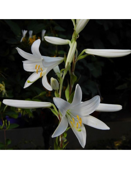 Lilium candidum - alojzijeva lilija (1 čebulica)