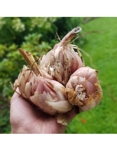 Lilium candidum - alojzijeva lilija (1 čebulica)