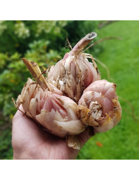 Lilium candidum - alojzijeva lilija (1 čebulica)