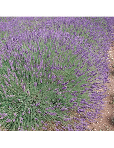 Lavandula x intermedia 'Phenomenal' - sivka, lavandin