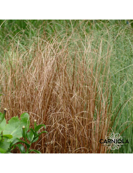 Carex buchananii 'Red Rooster' - šaš