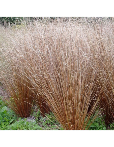 Carex buchananii 'Red Rooster' - šaš