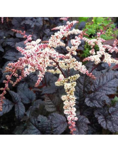 Astilbe 'Chocolate Shogun' - vrtna kresnica XL