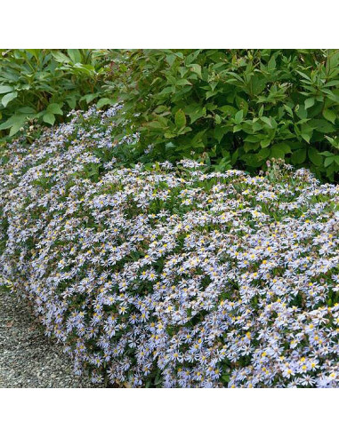 Aster ageratoides  var. adustus 'Nanus' - astra