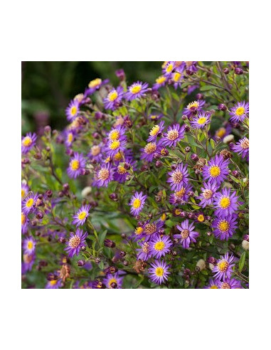 Aster ageratoides 'Ezo Murasaki' - astra XL