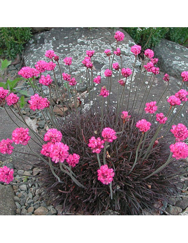 Armeria maritima 'Rubrifolia' - pečnik