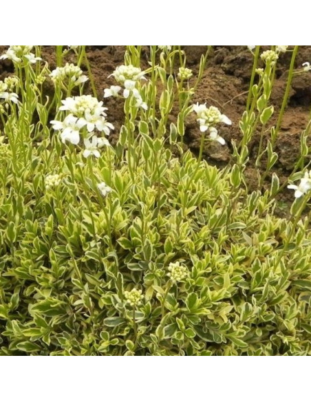 Arabis procurrens 'Old Gold' - repnjak