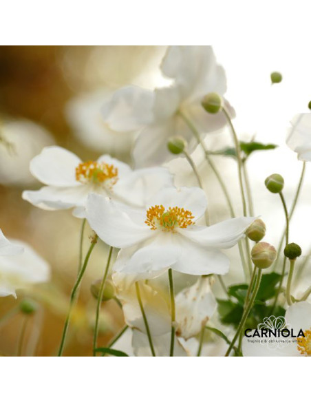 Anemone x hybrida 'Honorine Jobert' XL - vetrnica